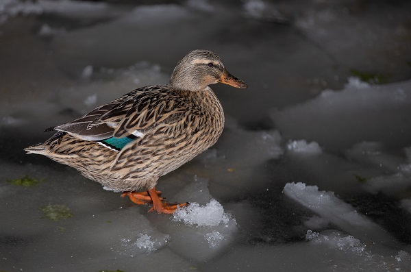 Foto - Kuğulu Park’tan kış manzaraları | Ankara buz tuttu! 