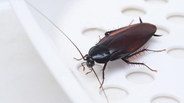 Foto - Kulağakaçan ve hamam böceklerine dikkat! İşte onlardan kurtulmanın pratik yöntemi...