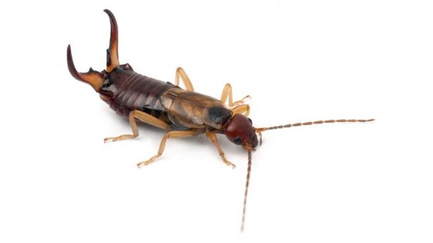 Foto - Kulağakaçan ve hamam böceklerine dikkat! İşte onlardan kurtulmanın pratik yöntemi...