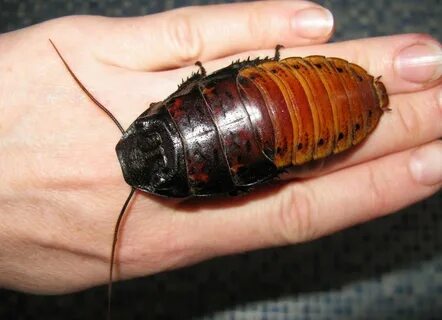 Foto - Kulağakaçan ve hamam böceklerine dikkat! İşte onlardan kurtulmanın pratik yöntemi...