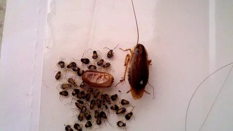 Foto - Kulağakaçan ve hamam böceklerine dikkat! İşte onlardan kurtulmanın pratik yöntemi...