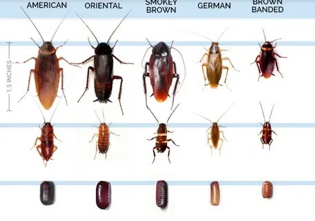 Foto - Kulağakaçan ve hamam böceklerine dikkat! İşte onlardan kurtulmanın pratik yöntemi...