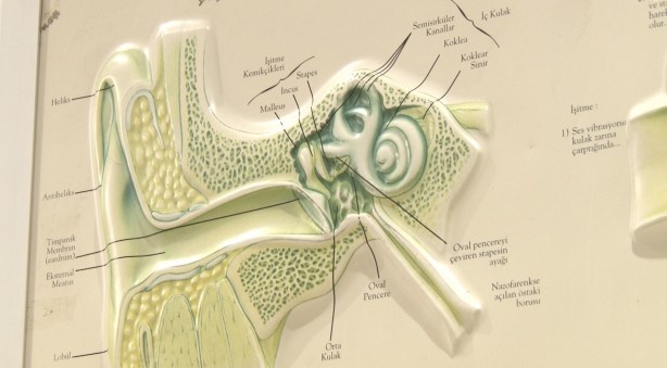 Foto - "Kulak çınlaması ciddiye alınmalı"