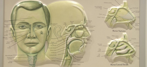 Foto - "Kulak çınlaması ciddiye alınmalı"