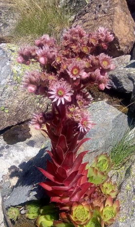 Foto - Kulak otu: Resmen enerji veren kaynağın sahibi siz de olabilirsiniz! Hazır olun, şaşkına çeviren ürün