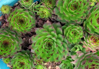 Foto - Kulak otu: Resmen enerji veren kaynağın sahibi siz de olabilirsiniz! Hazır olun, şaşkına çeviren ürün