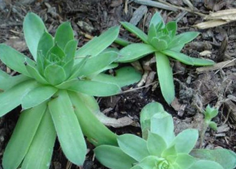 Foto - Kulak otu: Resmen enerji veren kaynağın sahibi siz de olabilirsiniz! Hazır olun, şaşkına çeviren ürün
