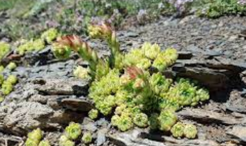 Foto - Kulak otu: Resmen enerji veren kaynağın sahibi siz de olabilirsiniz! Hazır olun, şaşkına çeviren ürün