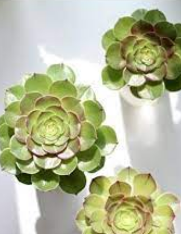 Foto - Kulak otu: Resmen enerji veren kaynağın sahibi siz de olabilirsiniz! Hazır olun, şaşkına çeviren ürün