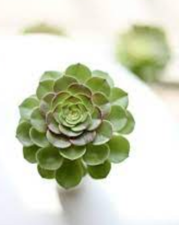 Kulak otu: Resmen enerji veren kaynağın sahibi siz de olabilirsiniz! Hazır olun, şaşkına çeviren ürün