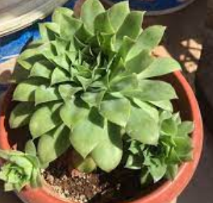 Foto - Kulak otu: Resmen enerji veren kaynağın sahibi siz de olabilirsiniz! Hazır olun, şaşkına çeviren ürün