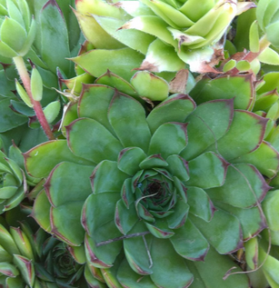 Foto - Kulak otu: Resmen enerji veren kaynağın sahibi siz de olabilirsiniz! Hazır olun, şaşkına çeviren ürün