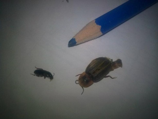 Foto - Kulaktan çıkanlar görenleri şok etti!