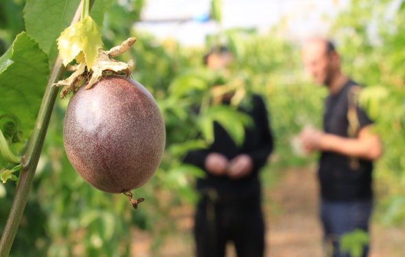 Foto - Kullanmadığı seraya dikti! Kilosunu 100 liradan satıyor