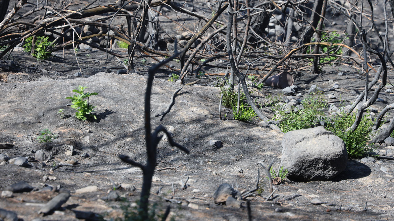 Foto - Küllerinden doğdu! Tam 50 gün sonra yeşerdi