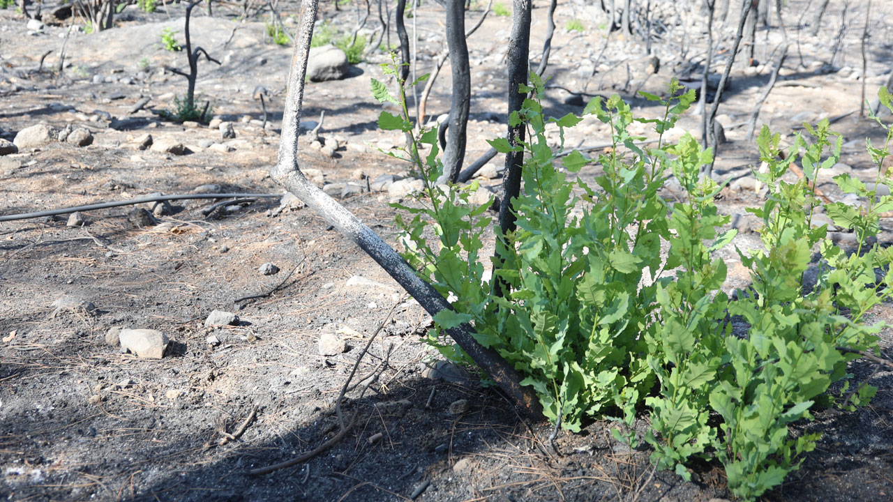 Küllerinden doğdu! Tam 50 gün sonra yeşerdi