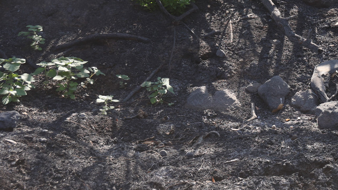 Foto - Küllerinden doğdu! Tam 50 gün sonra yeşerdi
