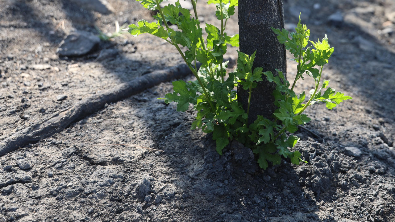 Foto - Küllerinden doğdu! Tam 50 gün sonra yeşerdi