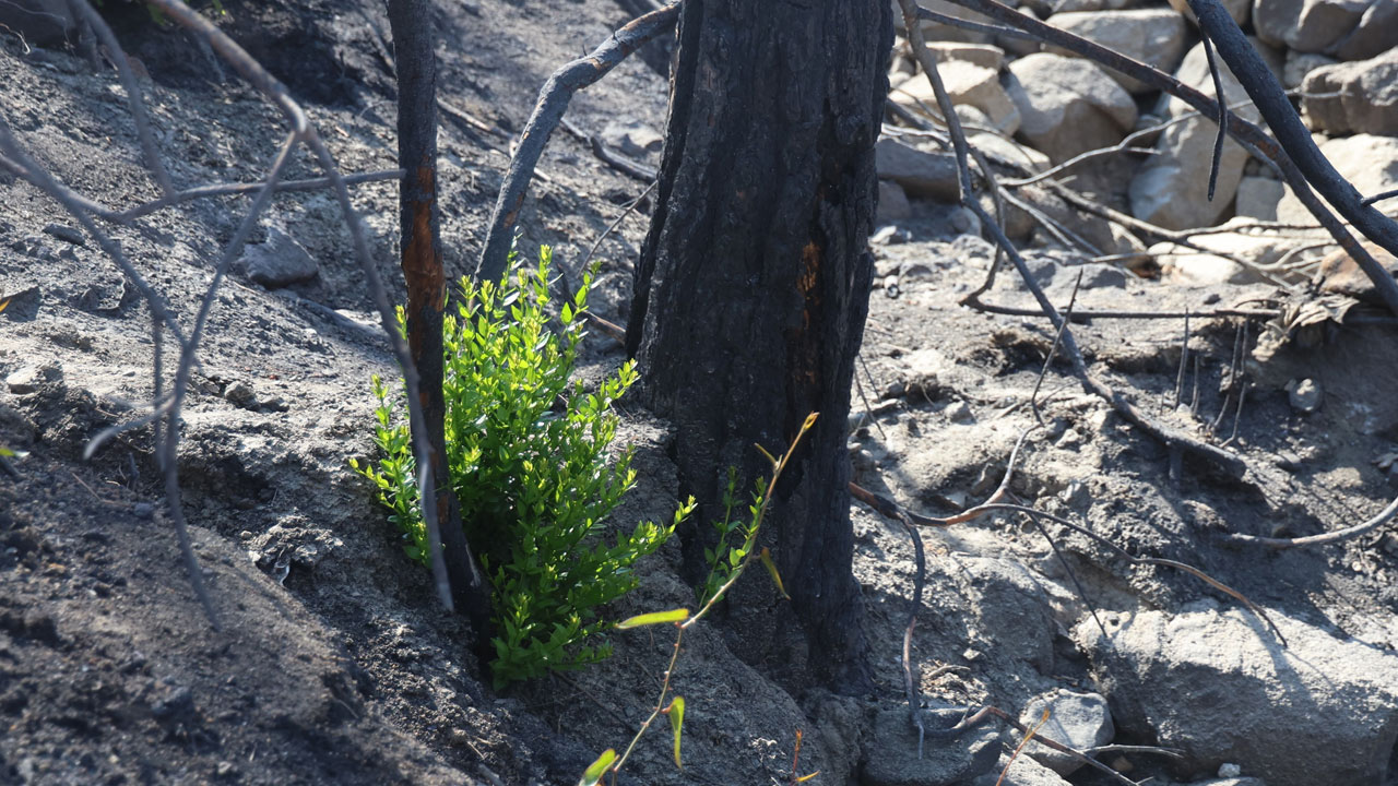 Foto - Küllerinden doğdu! Tam 50 gün sonra yeşerdi