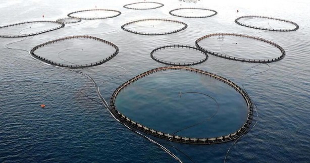 Foto - Kültür balıkçılığında üretim rekoru