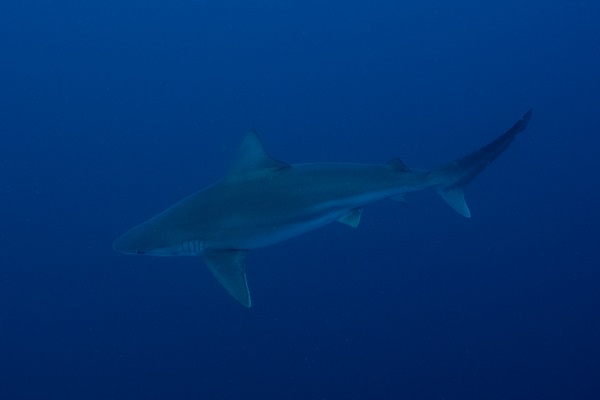 Foto - "Kum köpek balıkları" böyle görüntülendi