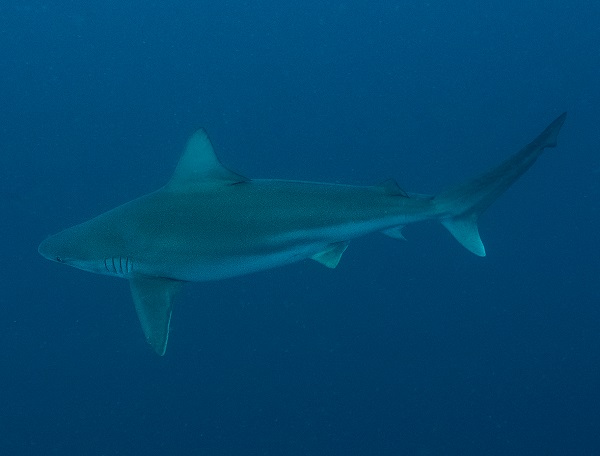 "Kum köpek balıkları" böyle görüntülendi