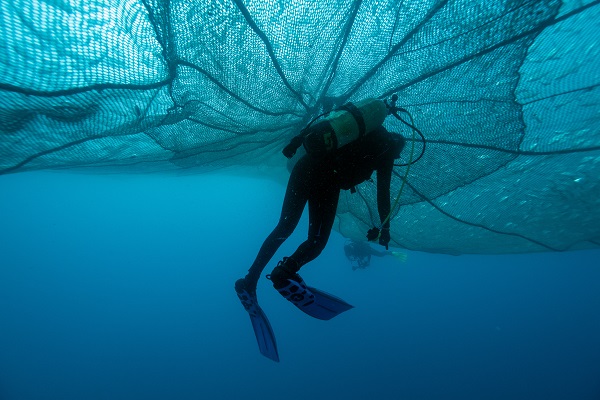 Foto - "Kum köpek balıkları" böyle görüntülendi