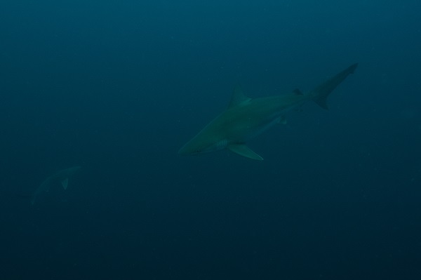 Foto - "Kum köpek balıkları" böyle görüntülendi