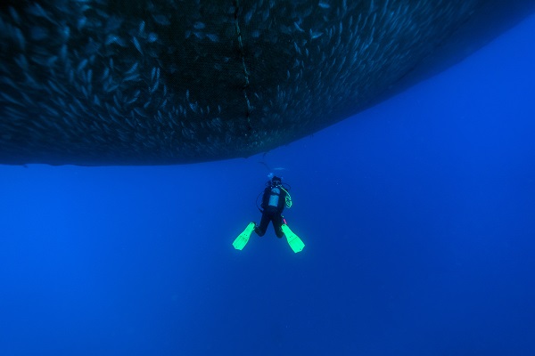 Foto - "Kum köpek balıkları" böyle görüntülendi