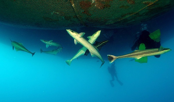 Foto - "Kum köpek balıkları" böyle görüntülendi