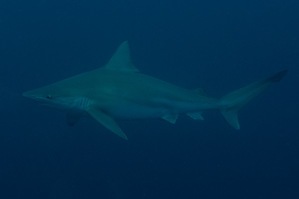 Foto - "Kum köpek balıkları" böyle görüntülendi