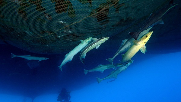 Foto - "Kum köpek balıkları" böyle görüntülendi