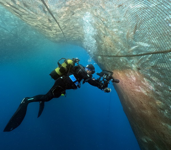 Foto - "Kum köpek balıkları" böyle görüntülendi