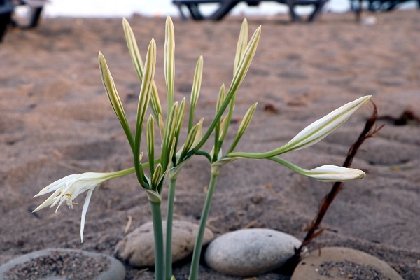 Foto - Kum zambakları böyle korunuyor