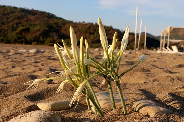 Foto - Kum zambakları böyle korunuyor