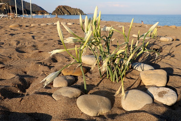 Foto - Kum zambakları böyle korunuyor