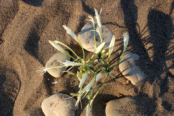 Foto - Kum zambakları böyle korunuyor