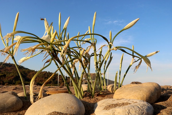 Foto - Kum zambakları böyle korunuyor