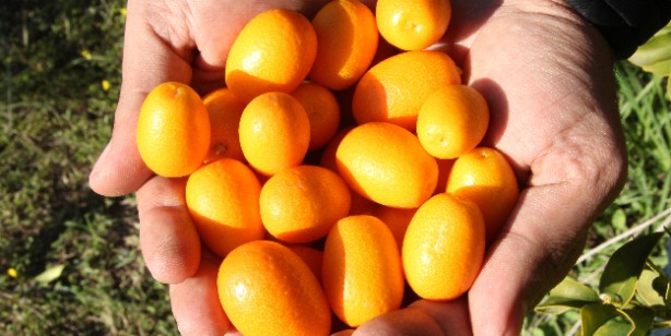 Foto - Kumkuat (kamkat) nedir, nasıl yenir? Sağlığa faydaları nelerdir?