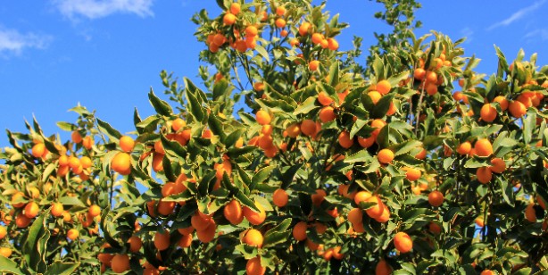 Foto - Kumkuat (kamkat) nedir, nasıl yenir? Sağlığa faydaları nelerdir?