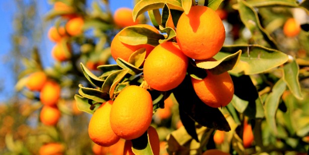 Foto - Kumkuat (kamkat) nedir, nasıl yenir? Sağlığa faydaları nelerdir?