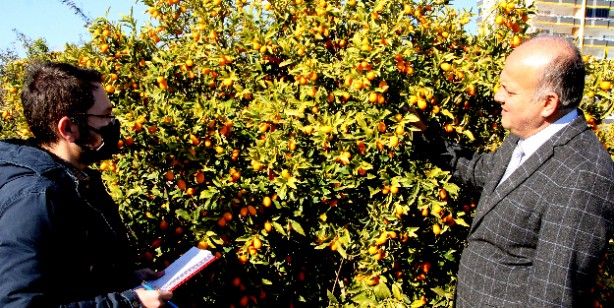 Foto - Kumkuat (kamkat) nedir, nasıl yenir? Sağlığa faydaları nelerdir?