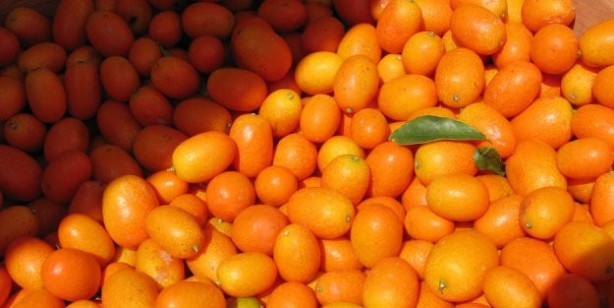 Foto - Kumkuat (kamkat) nedir, nasıl yenir? Sağlığa faydaları nelerdir?