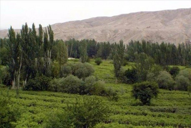 Foto - Kumlar altında kalmak üzere olan vaha kurtarıldı