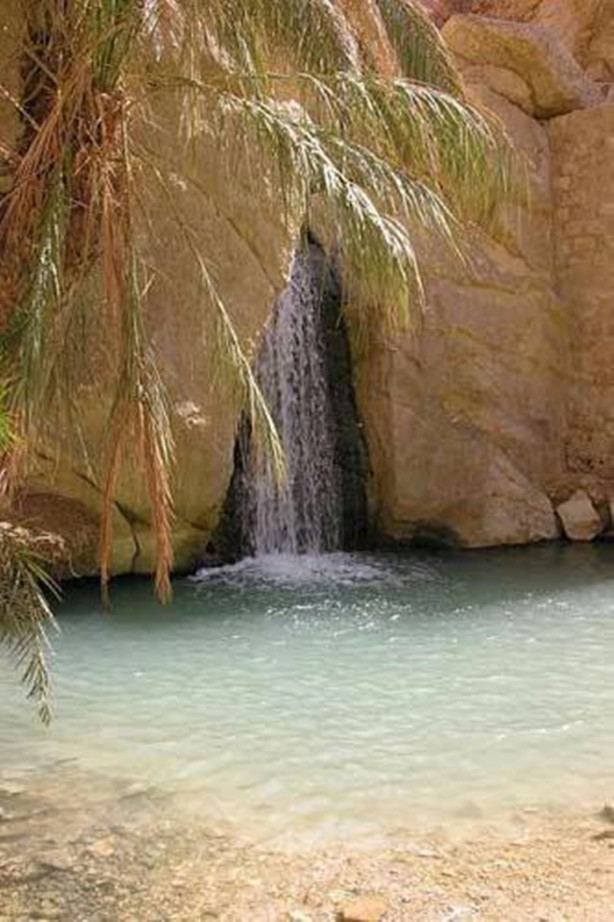 Foto - Kumlar altında kalmak üzere olan vaha kurtarıldı