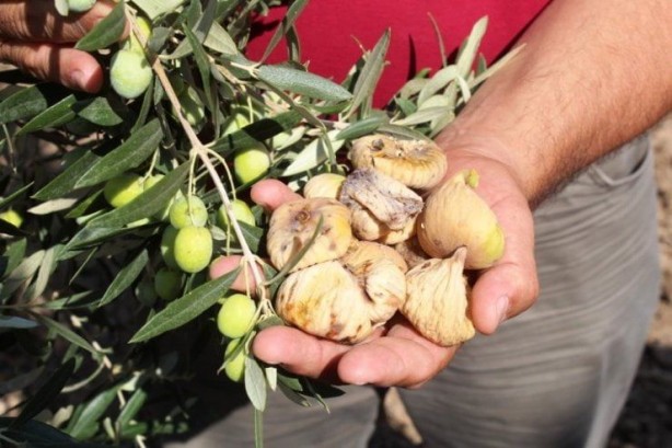 Foto - Kur-an'da ismi geçen 7 zeytin 1 inciri her gün yiyenler bu hastalıklardan kurtuluyor! En faydalısı meğer buymuş!