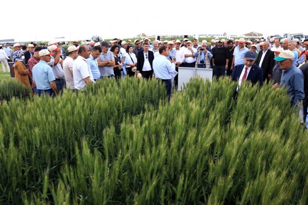 Foto - Kuraklığa dayanıklı hububat tanıtımı