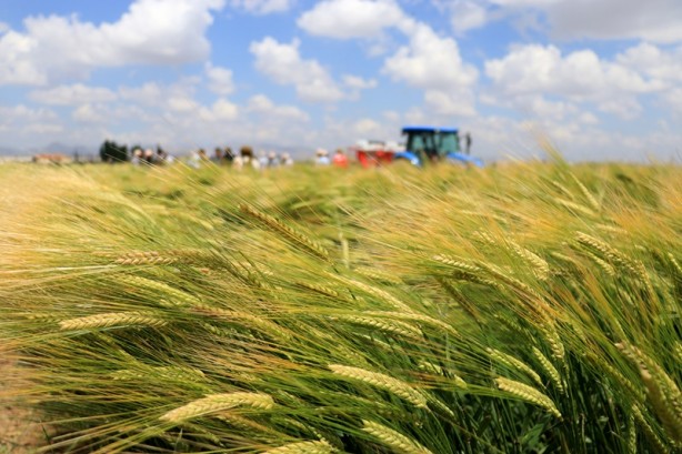 Foto - Kuraklığa dayanıklı hububat tanıtımı