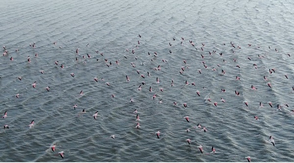 Foto - Kuraklığa rağmen flamingolar oradan vazgeçmiyor