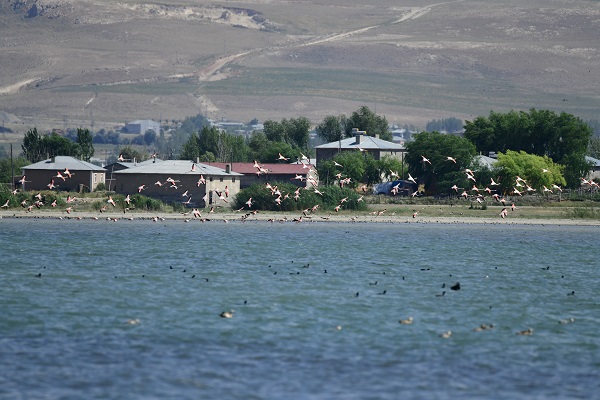 Foto - Kuraklığa rağmen flamingolar oradan vazgeçmiyor
